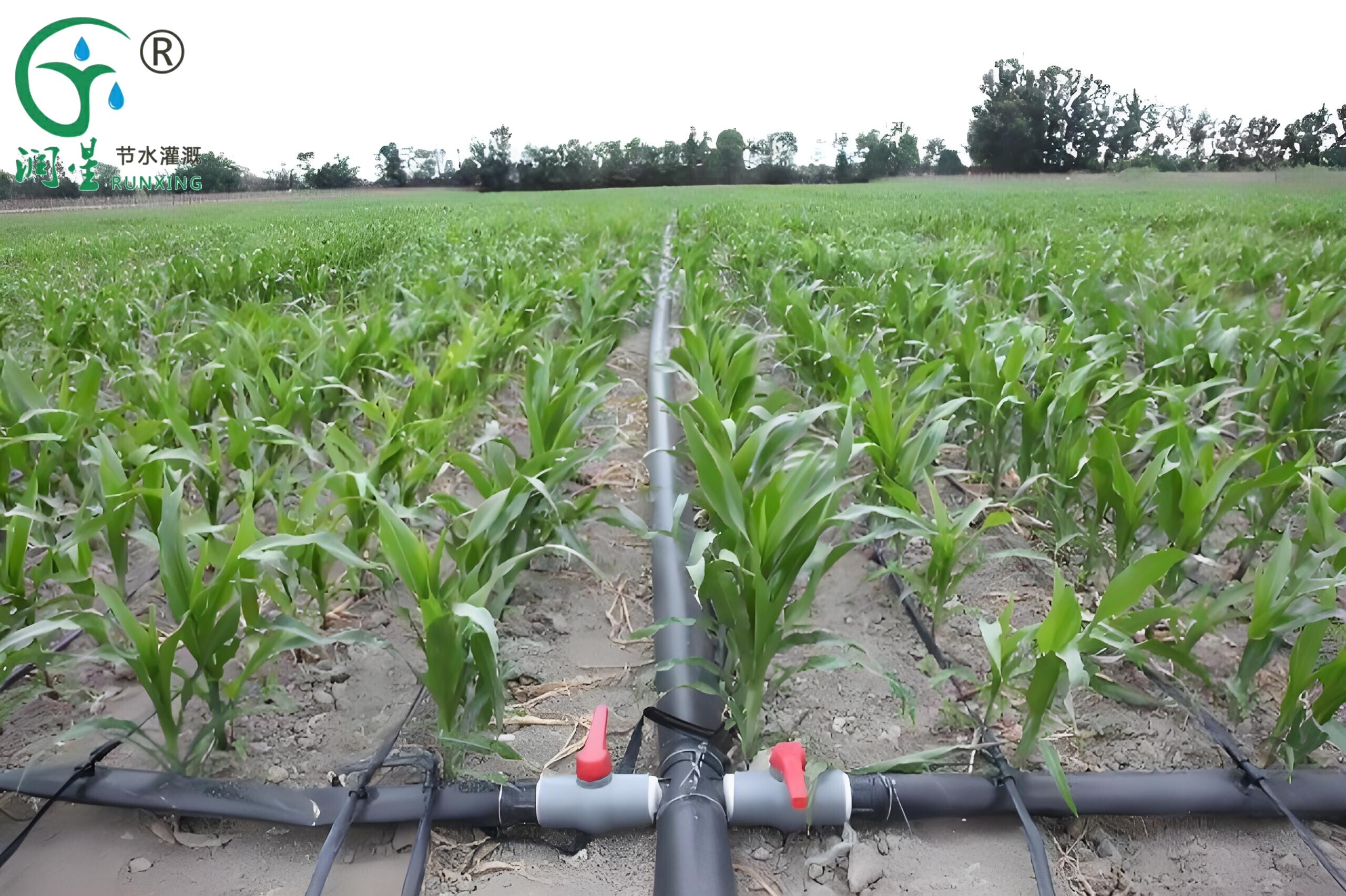 Argentine Corn Cultivation and Essential Drip Irrigation Facility Guide
