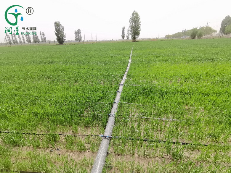 argentina-wheat-cultivation-and-drip-irrigation-system-education Yield and Quality