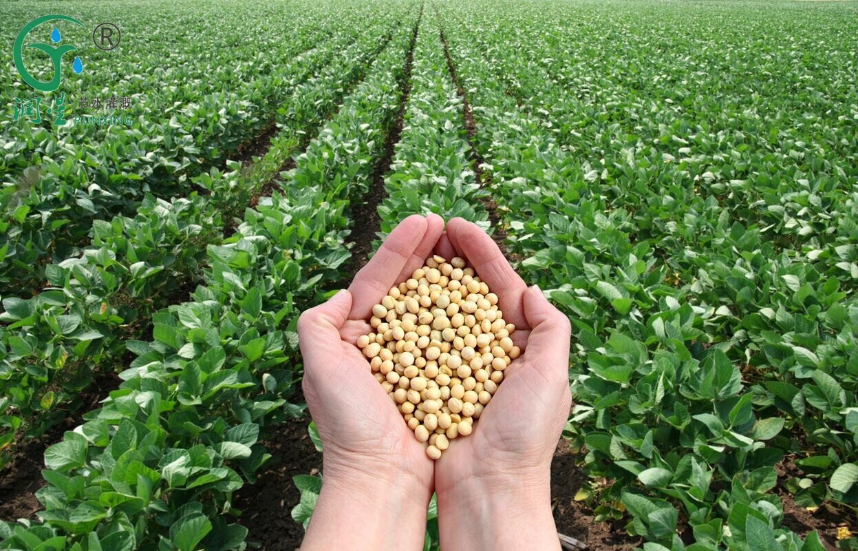 Popular Science of Soybean Cultivation and Drip Irrigation Facilities in Argentina
