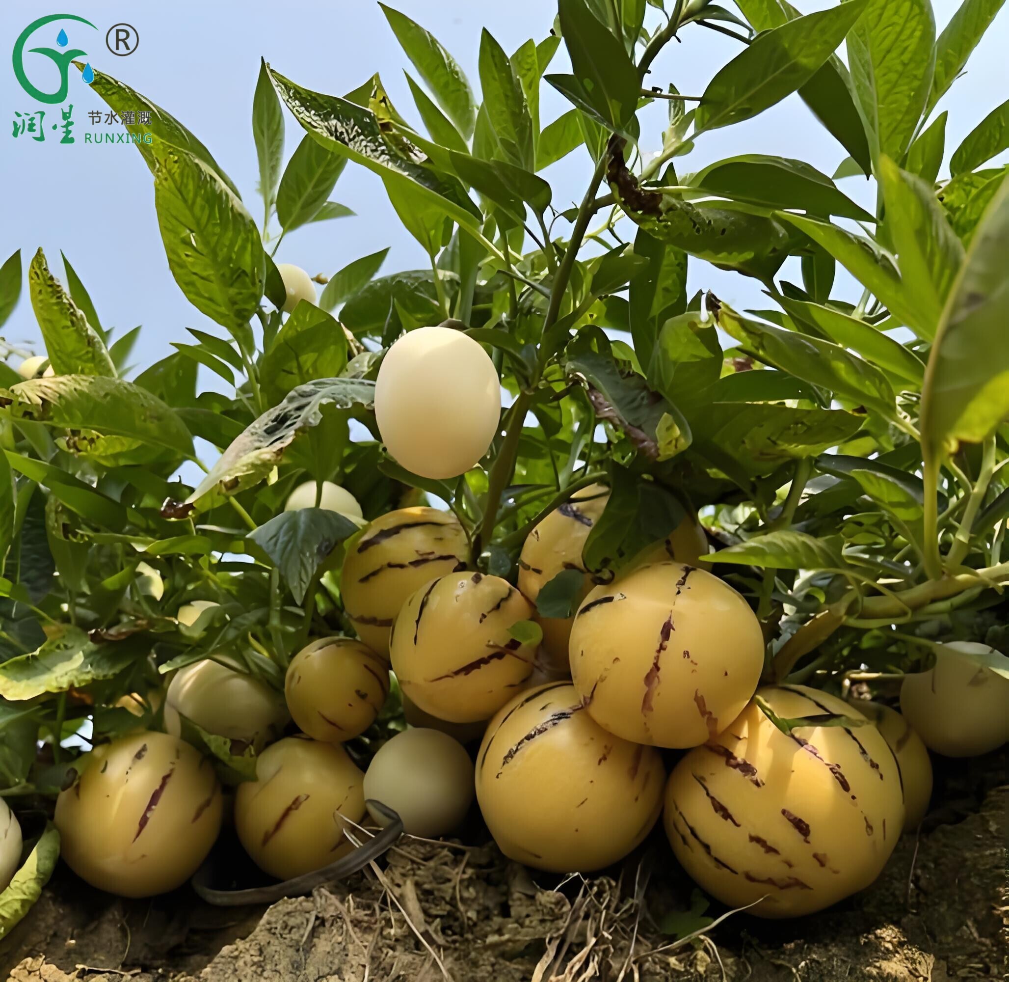 colombian-ginseng-fruit-cultivation-and-the-necessity-of-drip-irrigation-systems