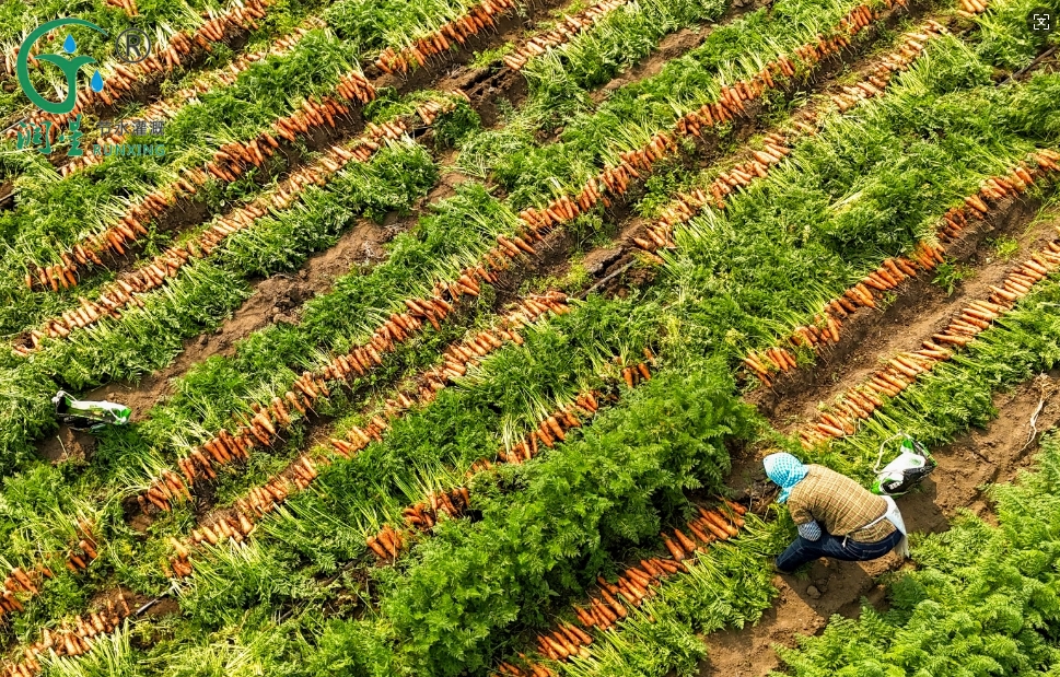 Colombia Carrot Cultivation and the Necessity of Drip Irrigation Systems