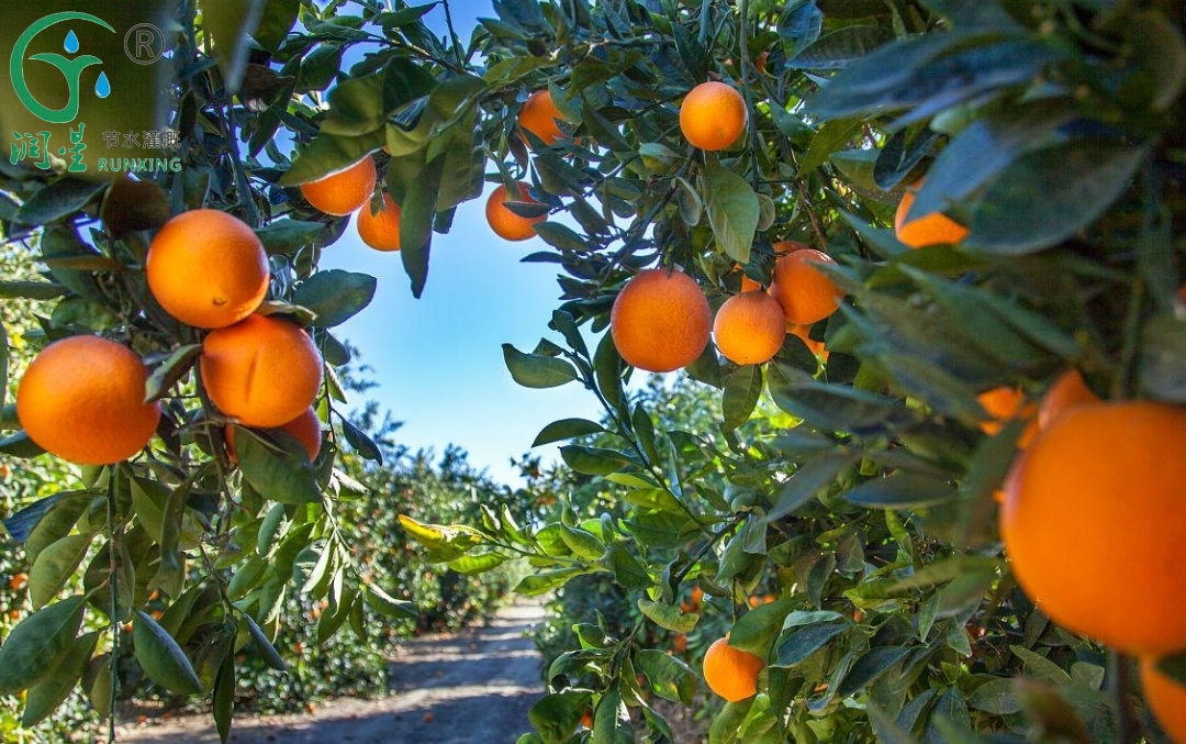 Popular Science on Orange Cultivation and Drip Irrigation in Colombia