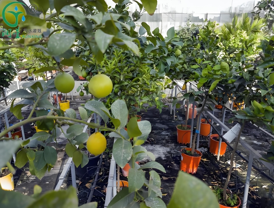 Irrigation with Drip Systems for Lemon Cultivation in Colombia: A Comprehensive Guide