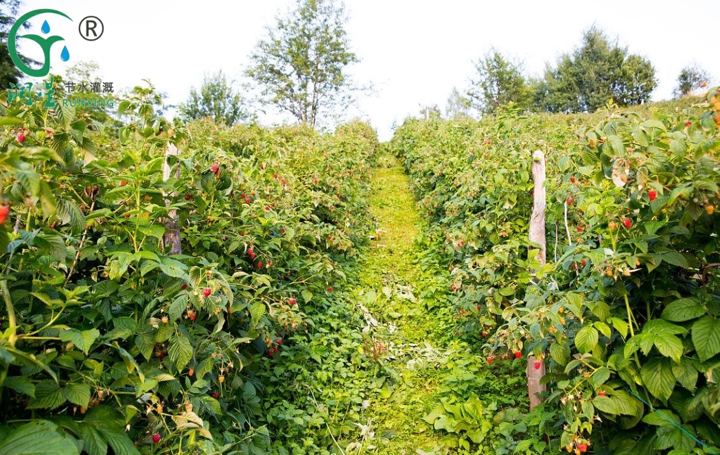 Guide to Raspberry Cultivation in Colombia with Drip Irrigation Systems