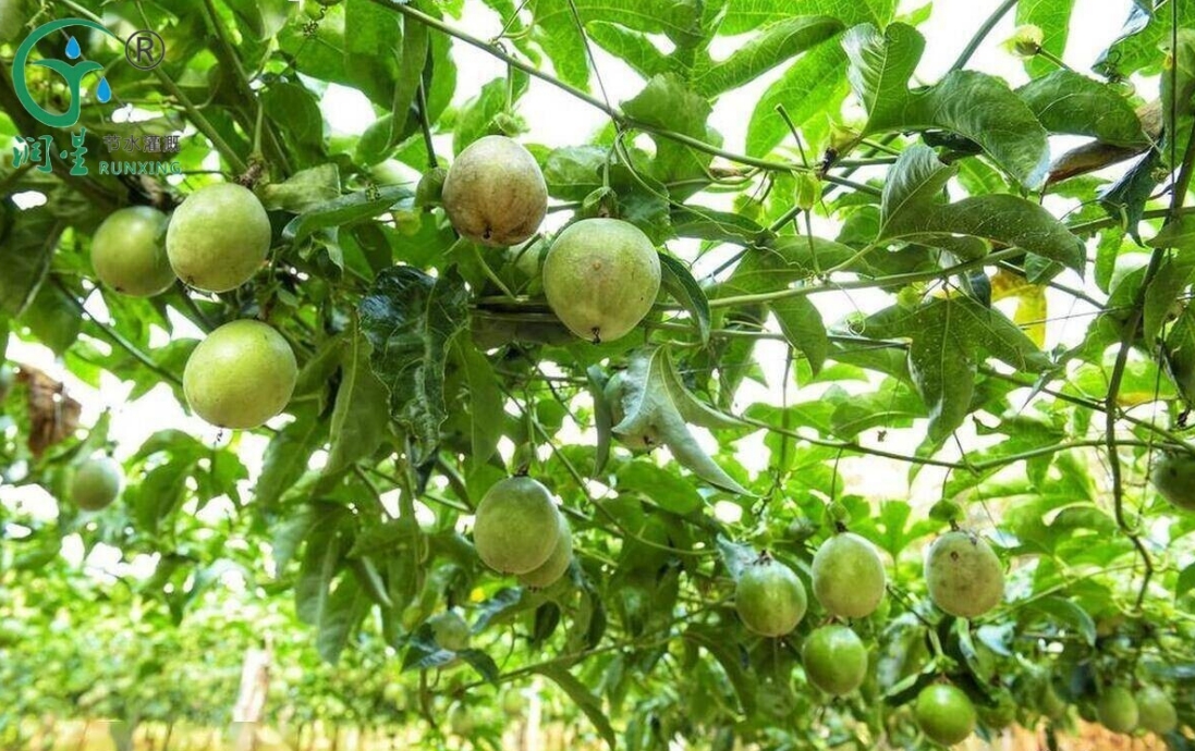 A Guide to Passion Fruit Cultivation in Colombia with Drip Irrigation Systems