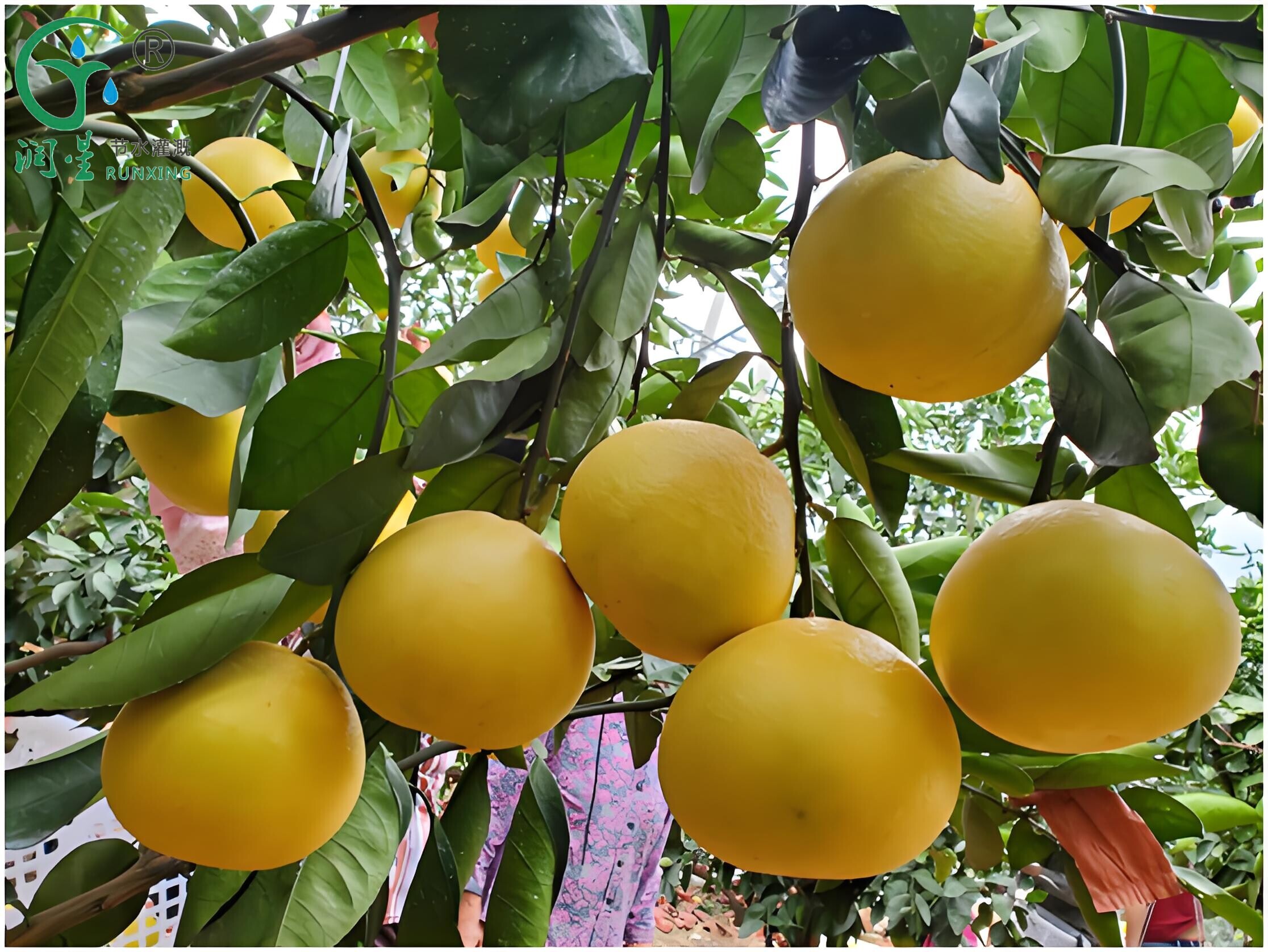 Columbia Grapefruit Cultivation and the Necessity of Drip Irrigation Systems