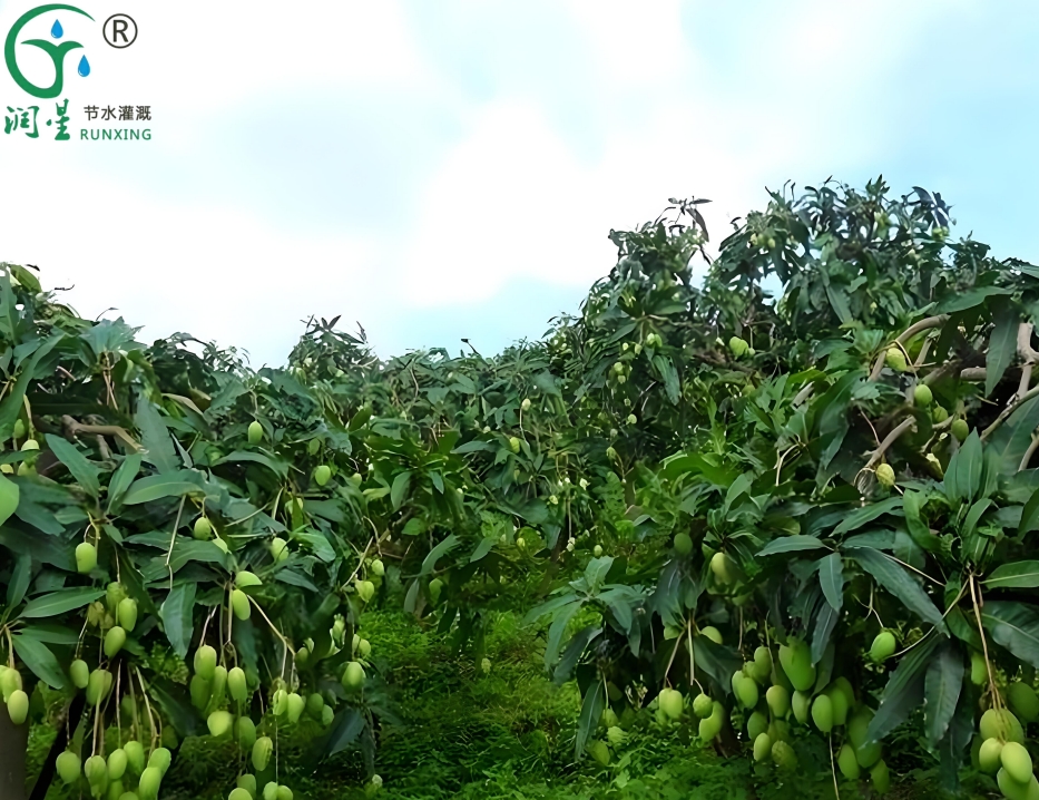 Popular Science on Mango Cultivation in Colombia and the Necessity of Drip Irrigation Systems