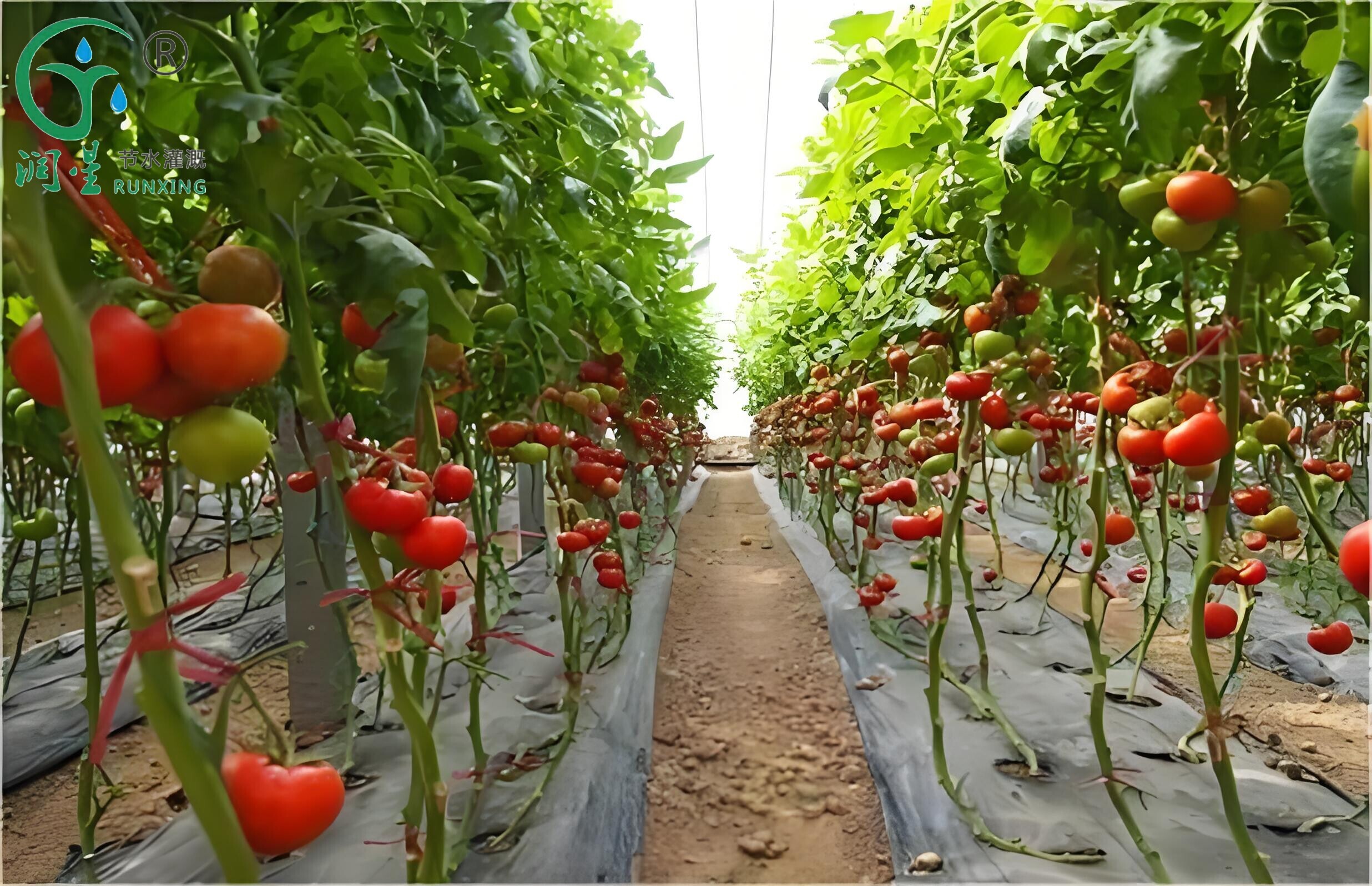 A Guide to Tomato Cultivation and Drip Irrigation in Brazil