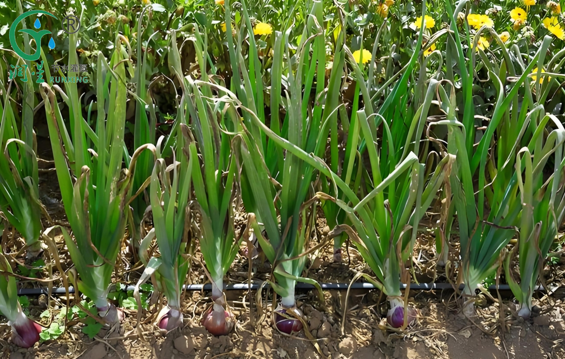 Brazilian Onion Farming and the Necessity of Drip Irrigation Systems
