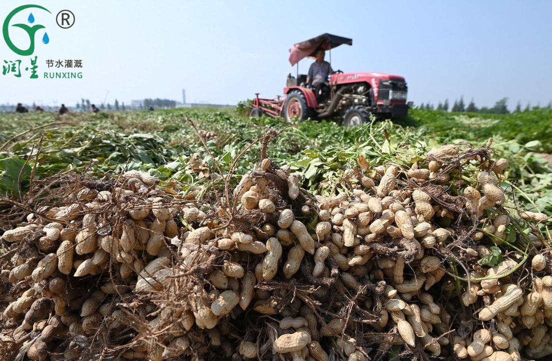A Guide to Peanut Cultivation and Drip Irrigation in Brazil