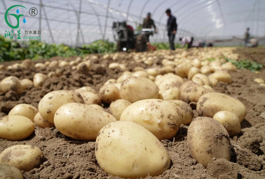 Potato Cultivation in Brazil and the Necessity of Drip Irrigation Systems