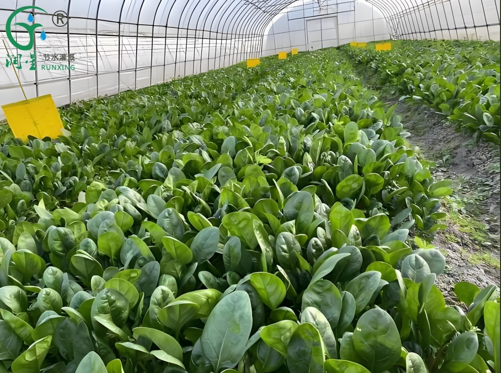 A Guide to Brazilian Spinach Cultivation and Drip Irrigation Systems