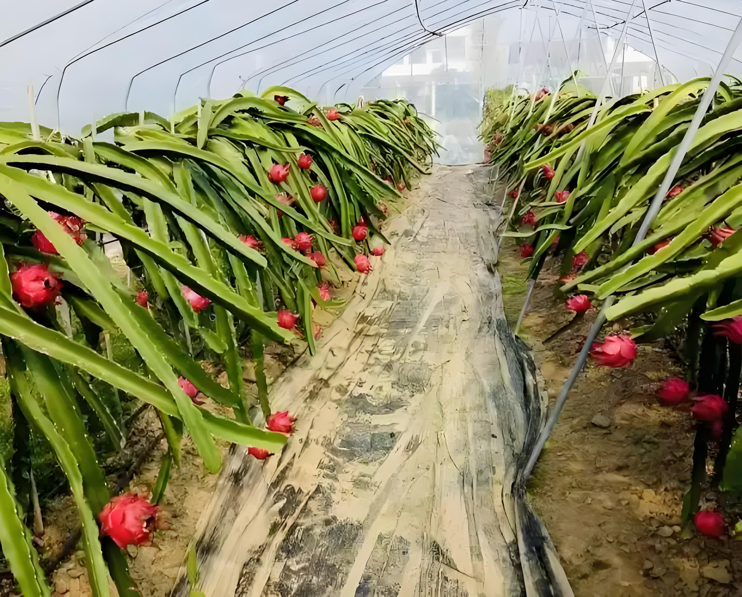 A Guide to Pitaya Planting and Drip Irrigation Technology in Brazil