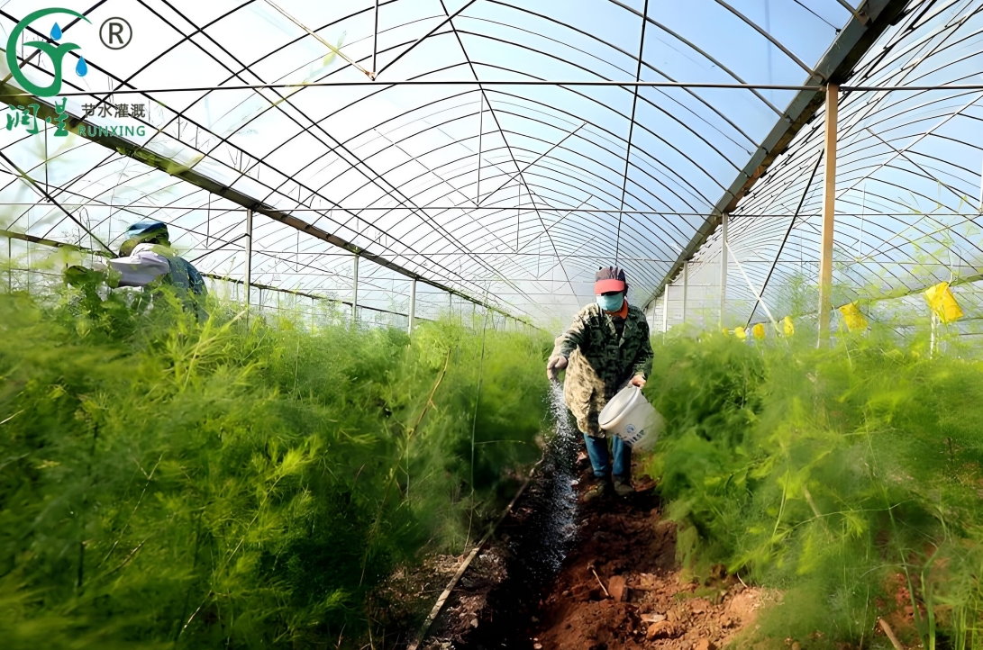 Peru Asparagus Cultivation and the Application of Drip Irrigation Systems: A Science Popularization