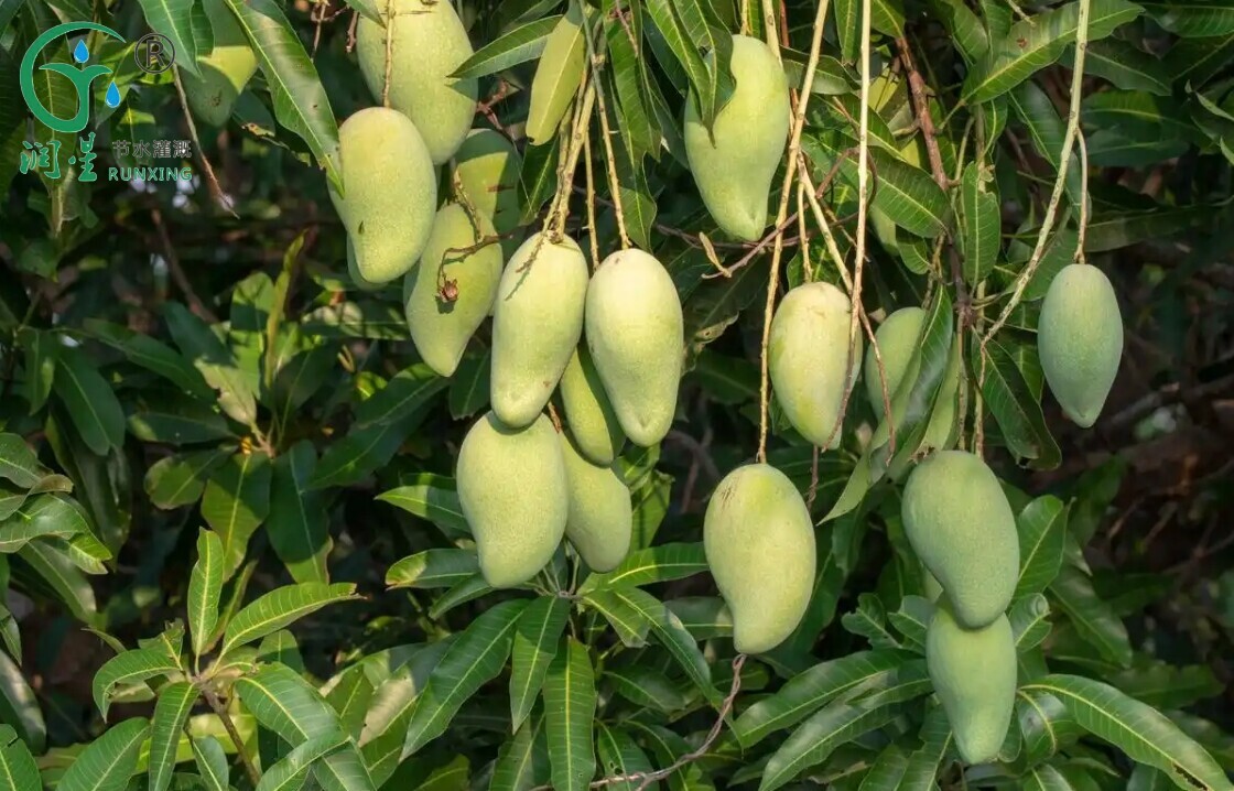 Mango Cultivation in India and the Necessity of Drip Irrigation Systems