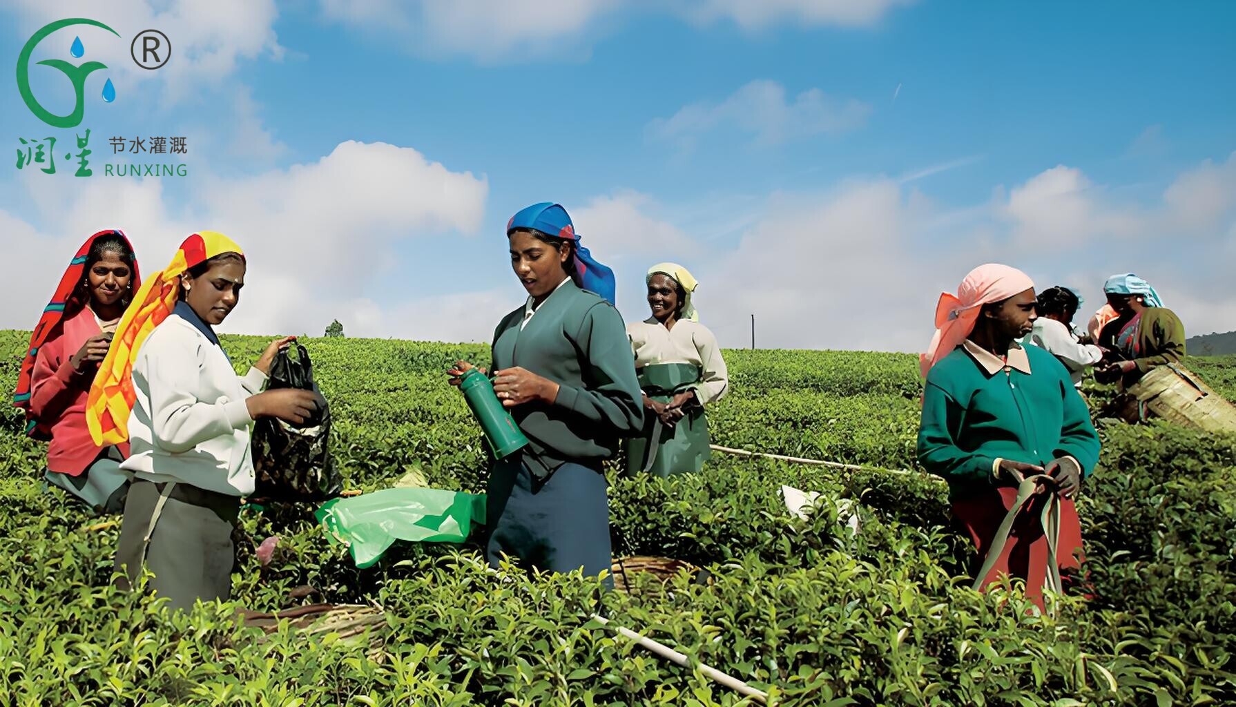 Tea Plantation in India and the Necessity of Drip Irrigation Systems