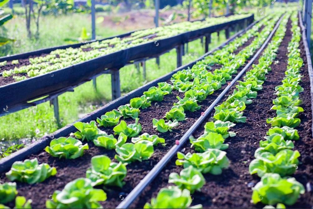 Unveiling Drip Irrigation Tubes: How One Pipe Saves South American Farms 30% on Water, 50% on Labor, and Doubles Andean Coffee Yields?