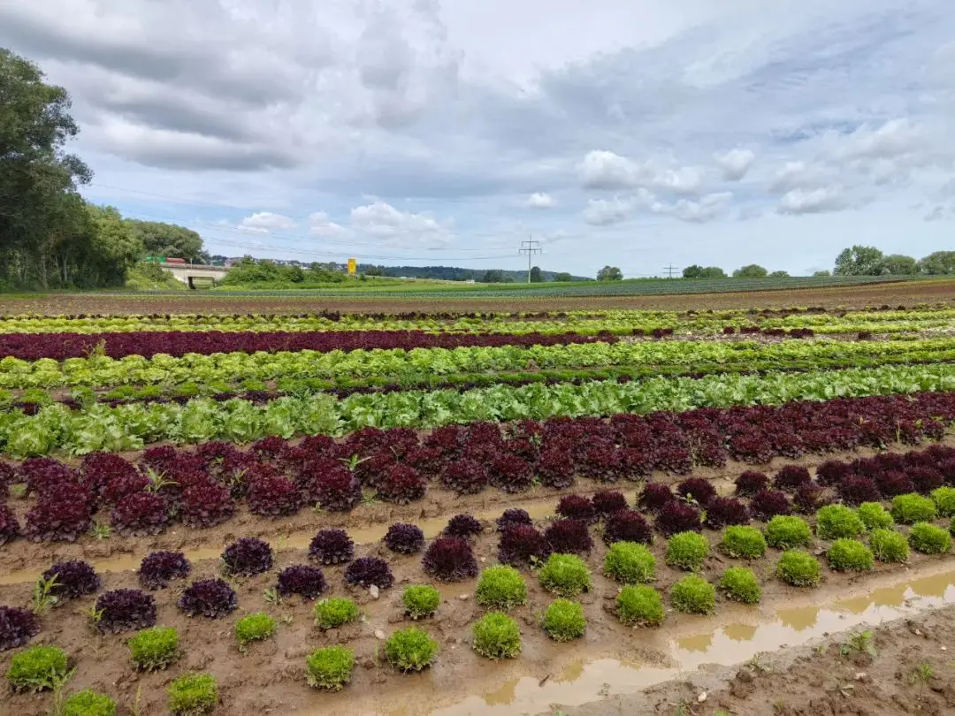 Precision Irrigation Revolution: Why French Farms Are Embracing Drip Technology for Unmatched Efficiency & Sustainability