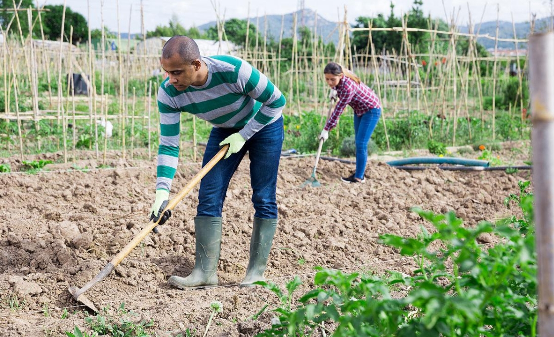 Spain’s Agricultural Survival Kit: How Drip Irrigation Turns Water Scarcity into Profit