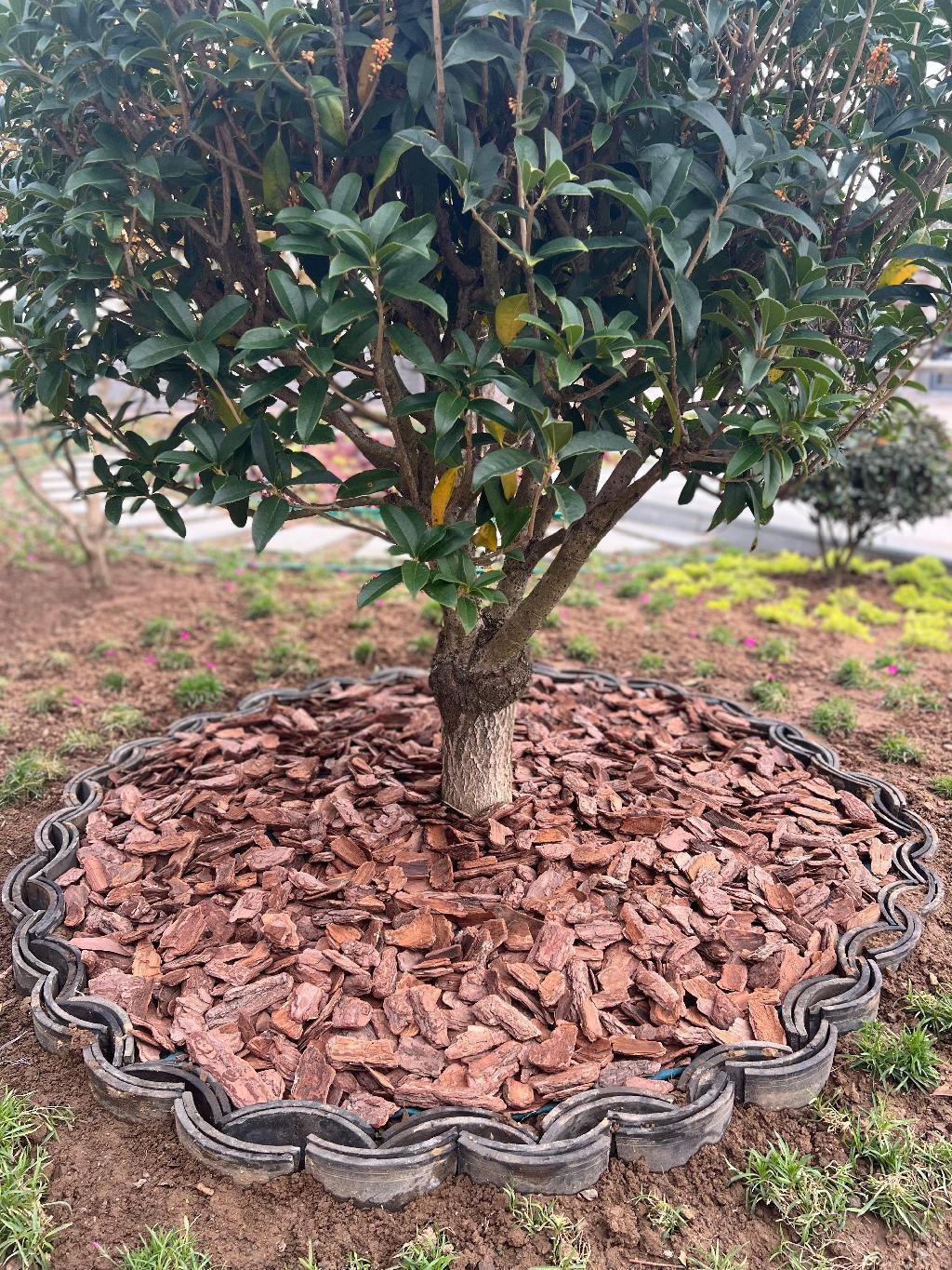 pine bark mulch for flower beds