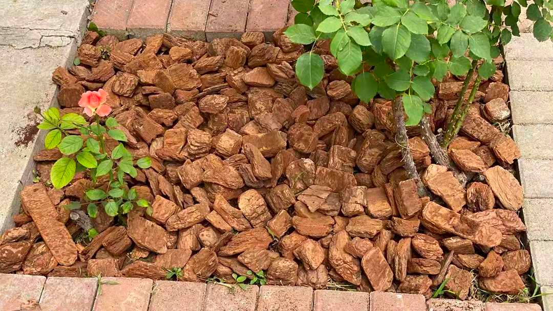 bark mulch for indoor plants