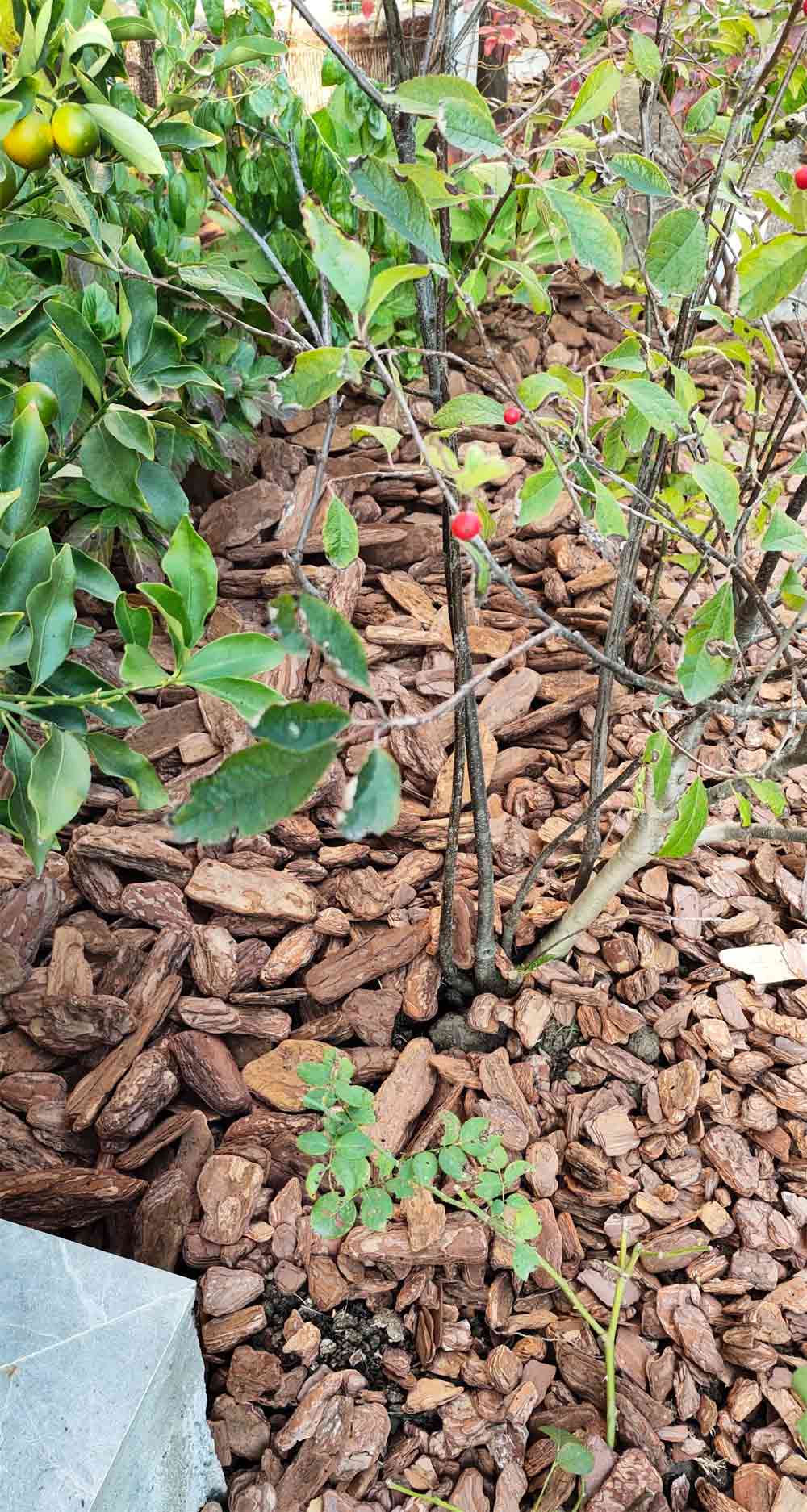 pine chips for garden mulch