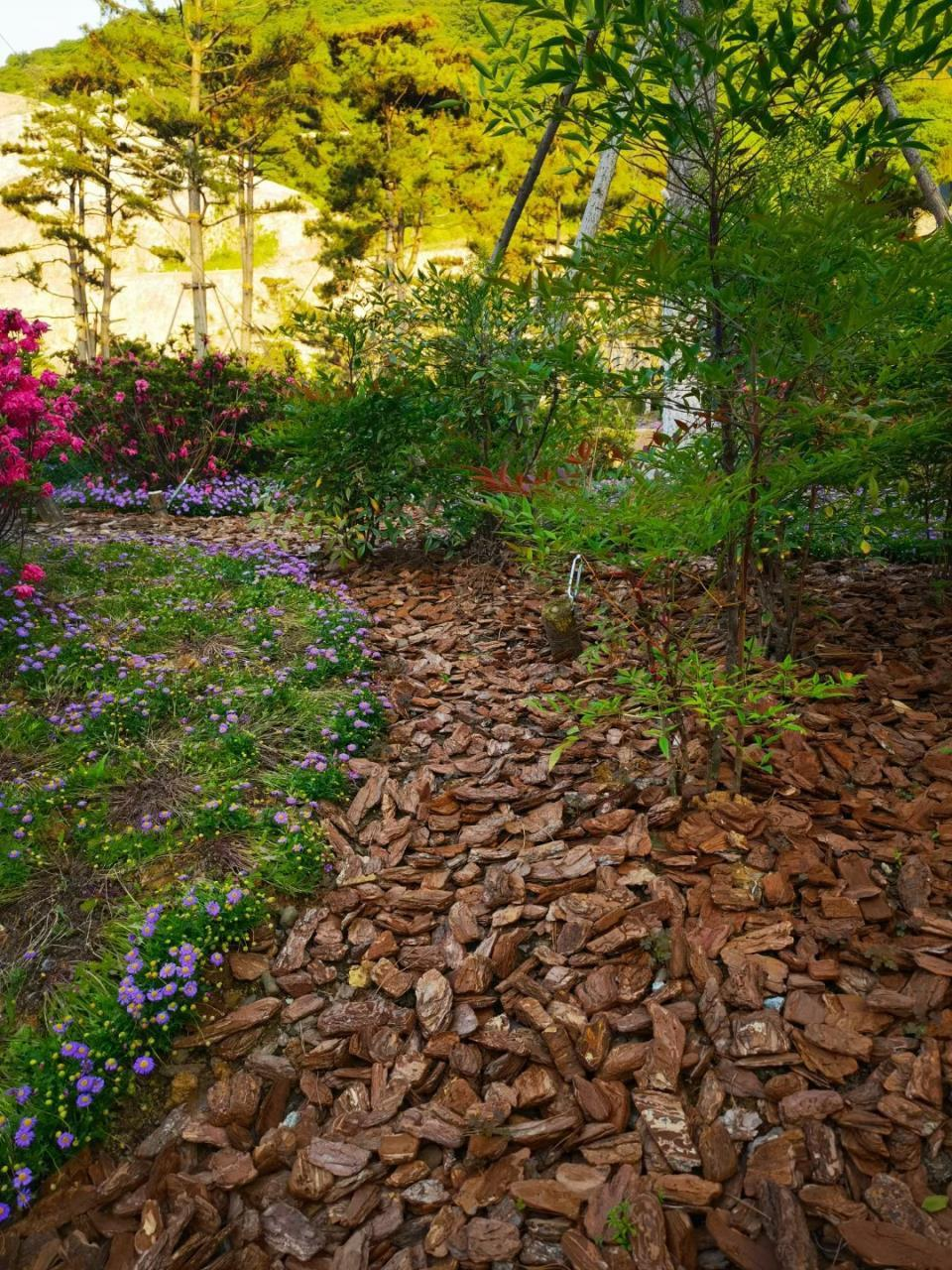 scotch pine bark