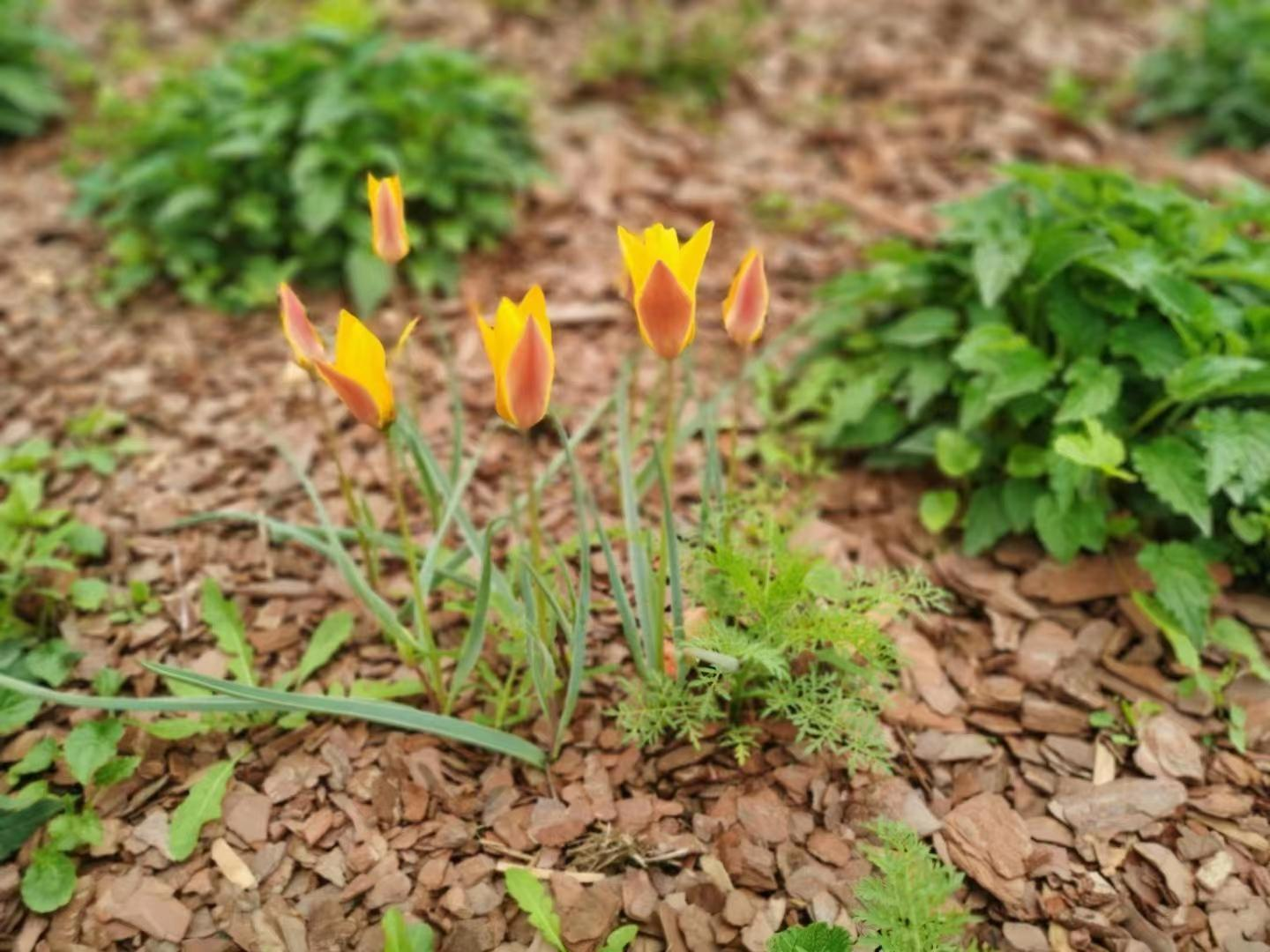 bark mulch for indoor plants