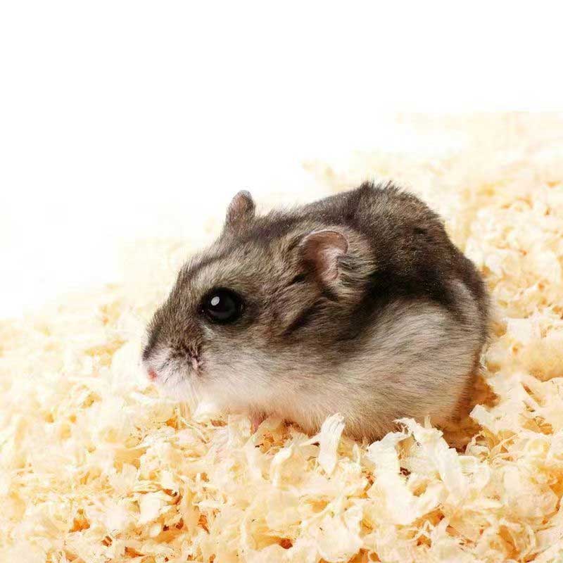 Cumpărați Așternut pentru hamsteri, așchii de plop alb,Așternut pentru hamsteri, așchii de plop alb Preț,Așternut pentru hamsteri, așchii de plop alb Marci,Așternut pentru hamsteri, așchii de plop alb Producător,Așternut pentru hamsteri, așchii de plop alb Citate,Așternut pentru hamsteri, așchii de plop alb Companie