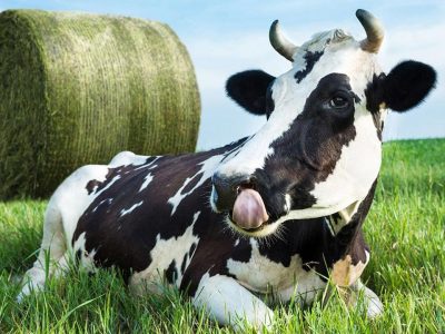 Los productos prestan más atención a la protección del medio ambiente.