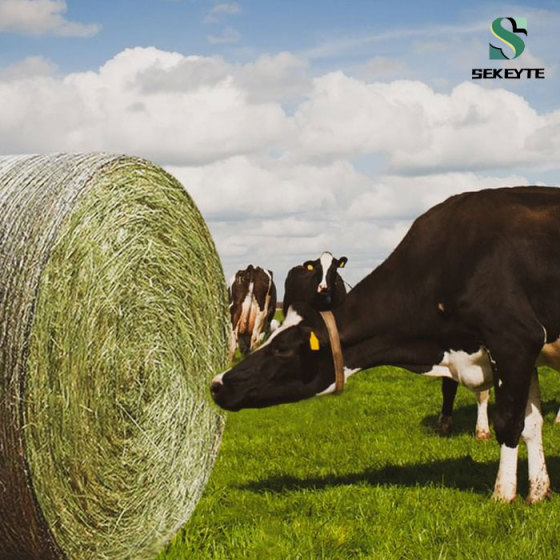 Balya otlatma nedir?