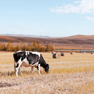 Discover the strength & speed of SEKEYTE Bale Net Wrap for a smoother harvest.