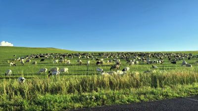 Bale Twine & Net Wrap Monthly Review ——April 2026