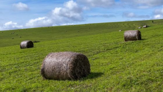 SEKEYTE Keeps Prices Stable with Strong Inventory