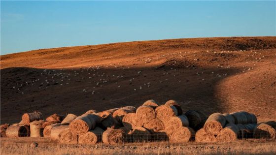 Raw Material Prices Surge; SEKEYTE Slightly Raises Baling Rope & Net Prices While Maintaining Quality