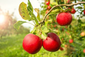 Choisir une balance pour la cueillette des fruits