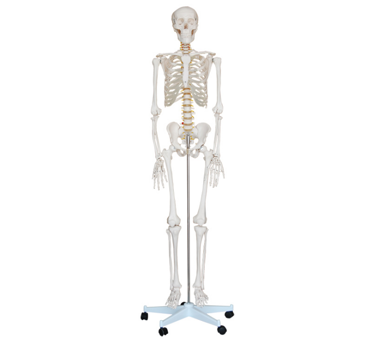 180 Cm Human Skeleton Model BIX-A1001