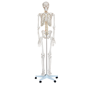 180 Cm Human Skeleton Model BIX-A1001