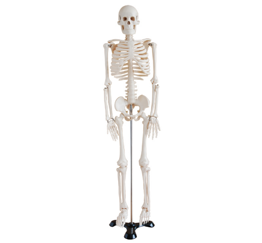 85cm Human Skeleton Model BIX-A1003