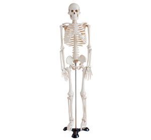 Modelo de esqueleto humano de 85 cm BIX-A1003