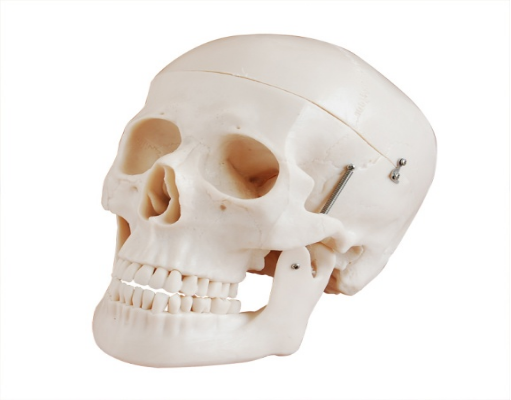 Natural Size Skull Model BIX-A1010