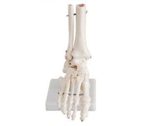 Natural Size Foot Joint Model BIX-A1027