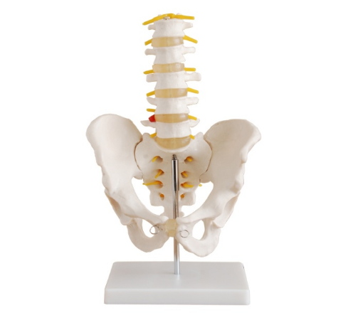 Natural Size Pelvis Model With Five-section Lumbar Vertebrae BIX-A1033