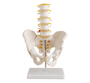 Modelo de pelvis de tamaño natural con vértebras lumbares de cinco secciones BIX-A1033