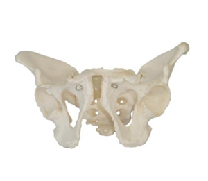 Male Pelvis Model BIX-A1035