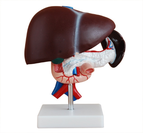 Liver Pancreas Duodenum Model BIX-A1053