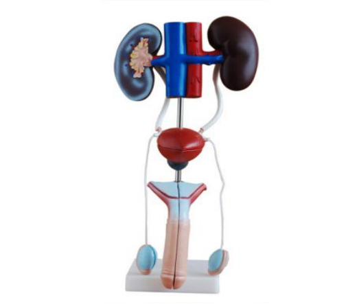 Male Genitourinary System Anatomical Model BIX-A1083