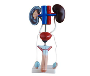 Male Genitourinary System Anatomical Model BIX-A1083