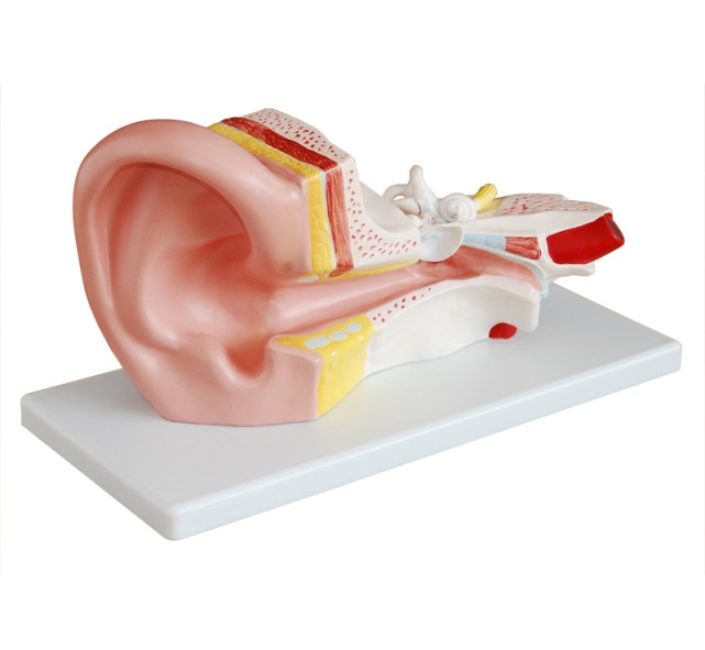 Middle Ear Anatomical Model BIX-A1058