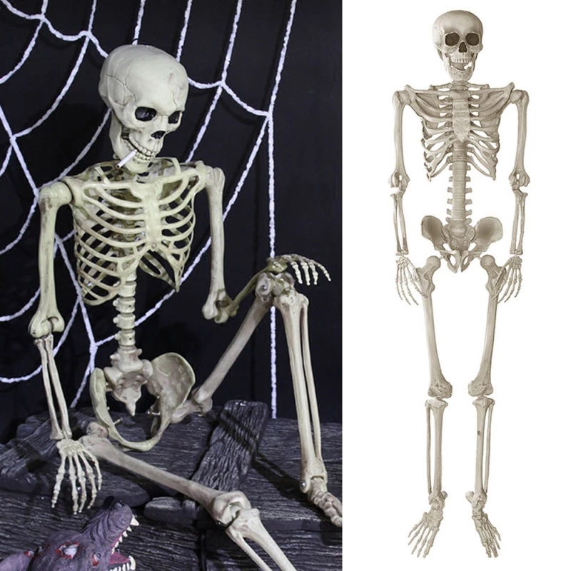 Halloween Lifesize Skeleton